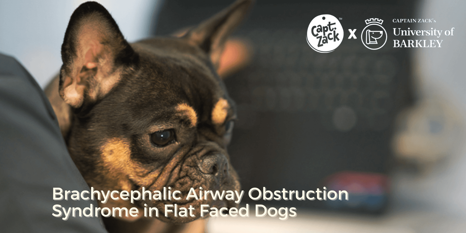 Brachycephalic Airway Obstruction Syndrome In Flat-Faced Dogs