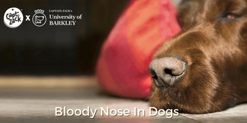 Bloody Nose In Dogs - Captain Zack