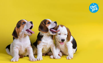 Best Place To Order Pet Supplies Online - Captain Zack