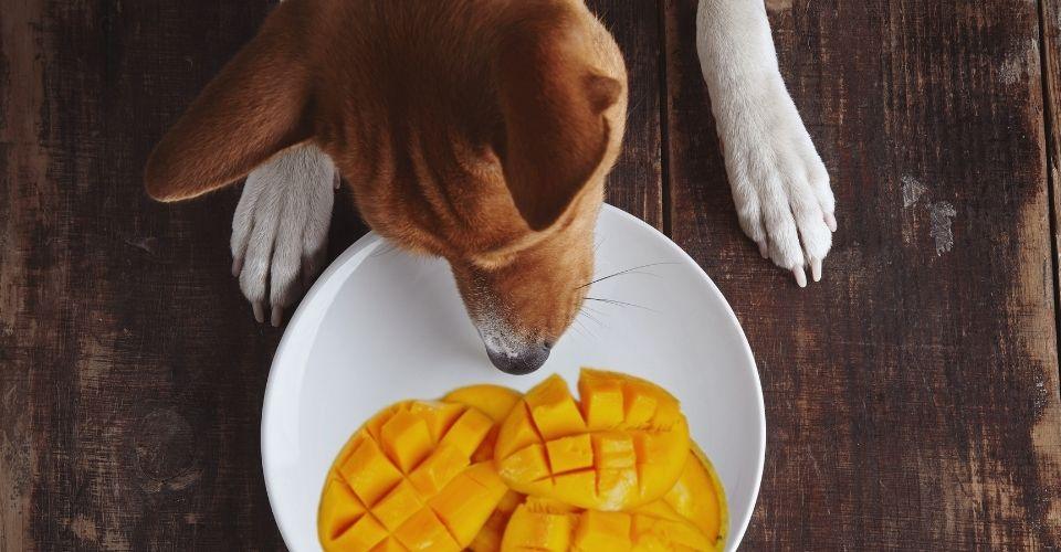 Can Dogs Eat Mango? - Captain Zack