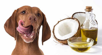 Cold Pressed Coconut Oil For Dogs - Captain Zack