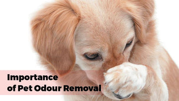 Importance Of Pet Odour Removal - Captain Zack