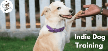 Indie Dog Training - Captain Zack