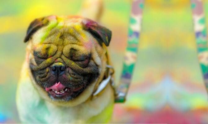 Safety For Pets During Holi - Captain Zack