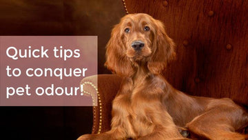 Quick Tips To Conquer Pet Odour! - Captain Zack