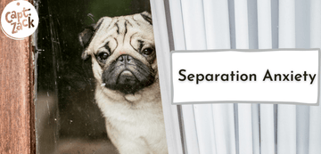 Separation Anxiety - Captain Zack