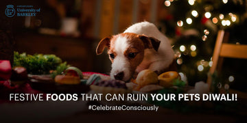 Festive Foods That Can Ruin Your Pets Diwali! - Captain Zack