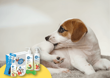 5 Signs Your Dog Might Have Been Bitten By A Tick - Captain Zack