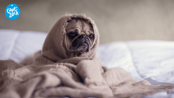 Dry Shampoo To Keep Your Dog Clean During Wintertime - Captain Zack