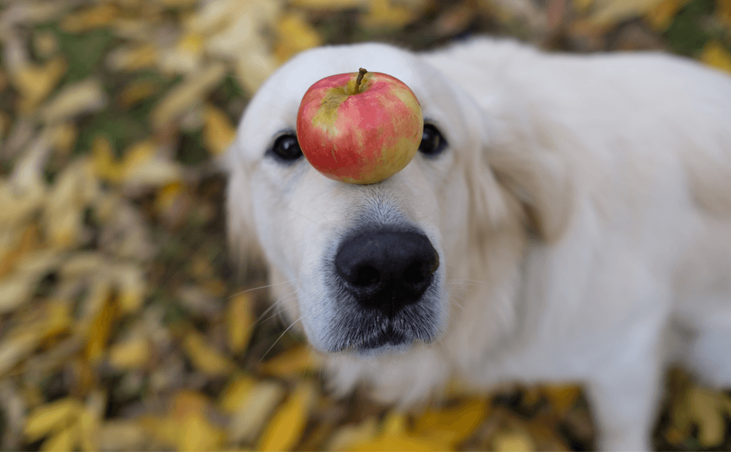 Dog eats apple hotsell