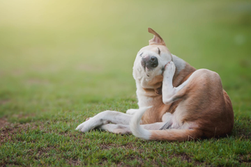 Ticks and Fleas: Prevention Starts at Home