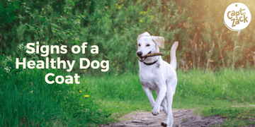 How Does the Coat & Skin Of A Healthy Dog Appear ? - Captain Zack