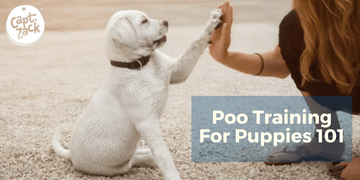 Poo Training For Puppies 101 - Captain Zack