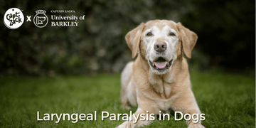 Laryngeal Paralysis in Dogs - Captain Zack
