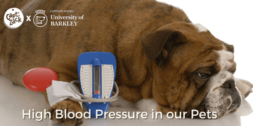 High Blood Pressure in our Pets
