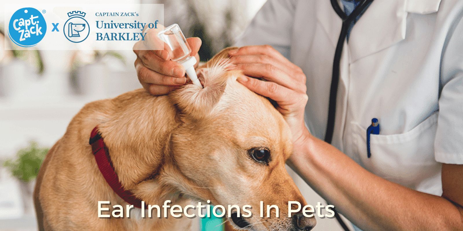 Ear Infections (Gram Negative Otitis) In Dogs