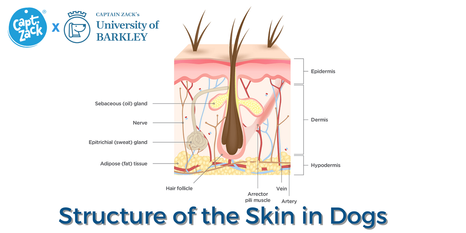 Structure of the Skin in Dogs