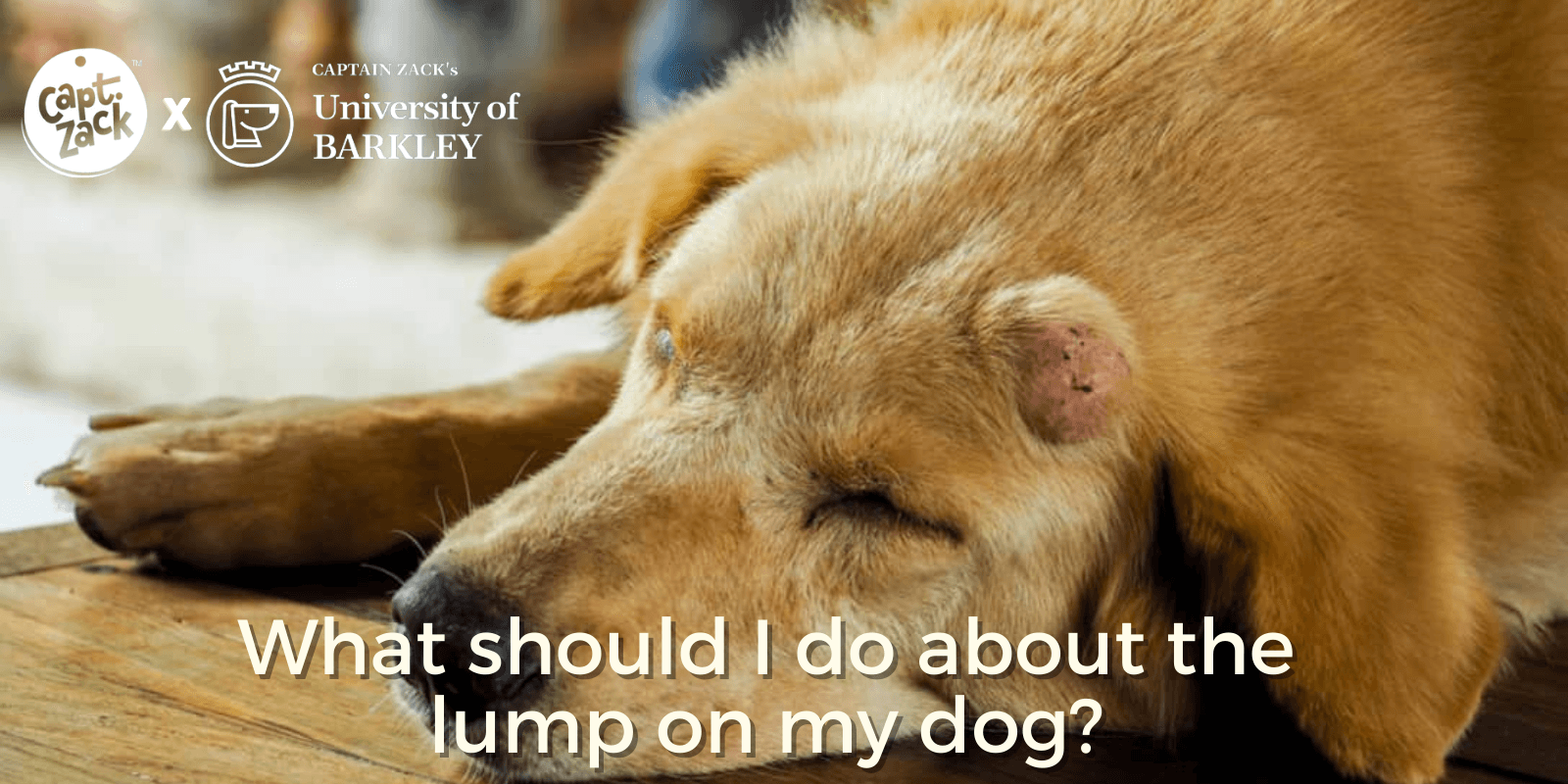 What should I do about the lump on my dog ? - Captain Zack