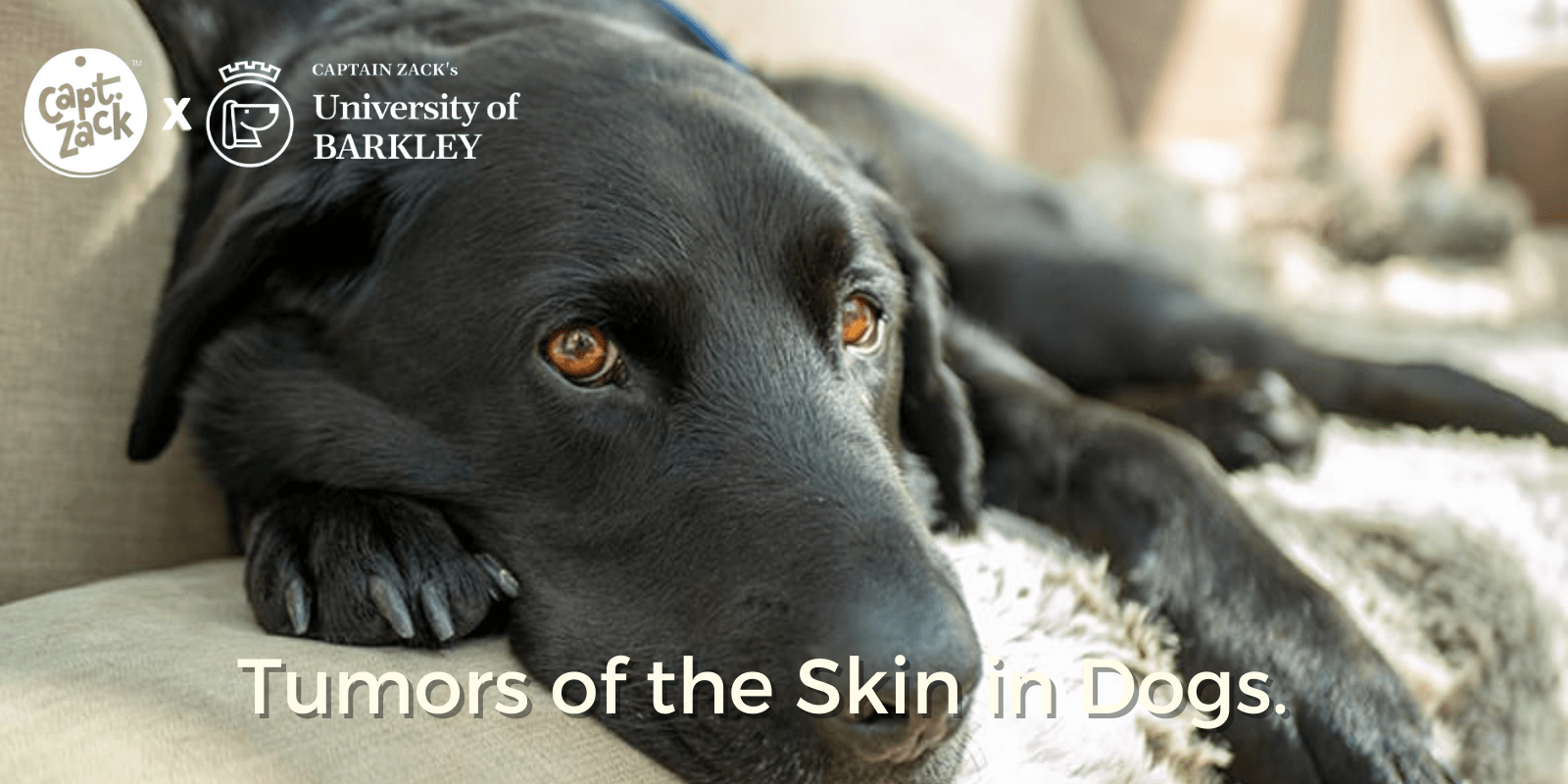 Tumors of the Skin in Dogs