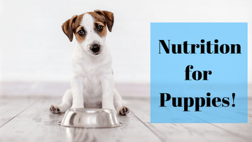 Nutrition for Puppies - Captain Zack