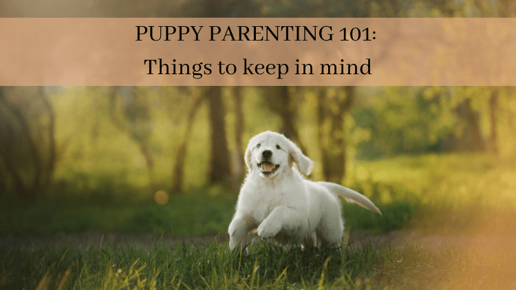 Puppy Parenting 101: Things to keep in mind - Captain Zack