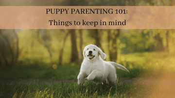 Puppy Parenting 101: Things to keep in mind