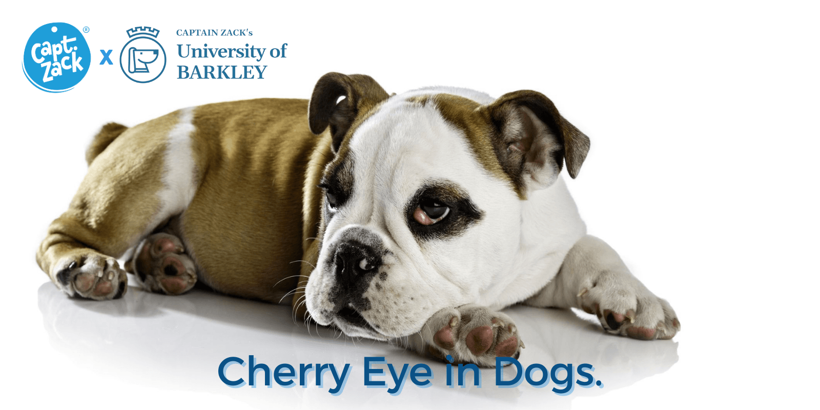 Cherry Eye in Dogs - Captain Zack