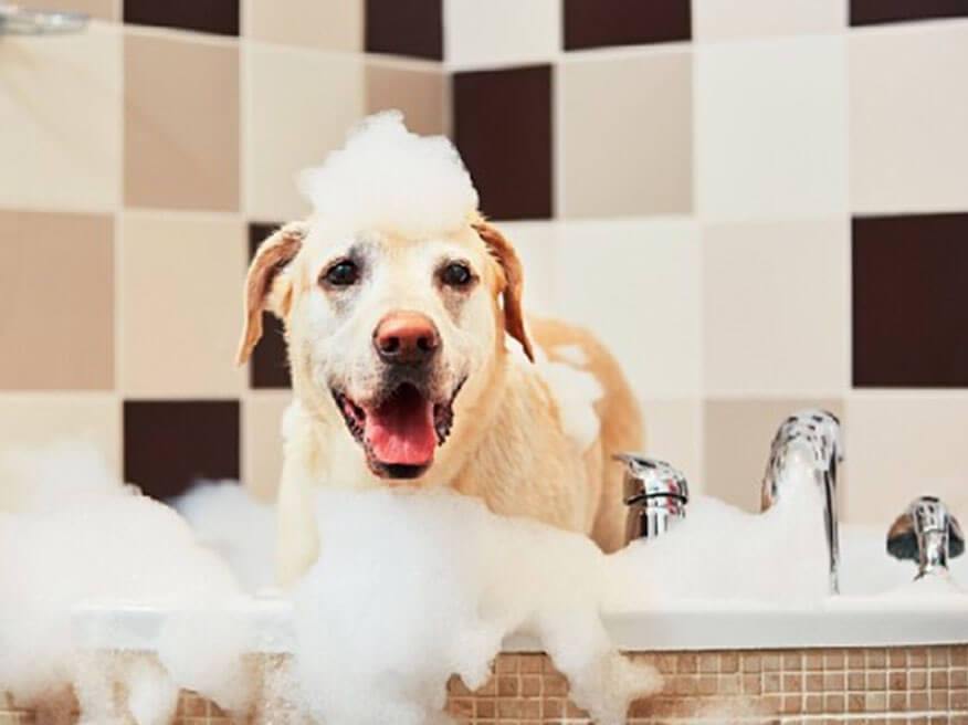 INGREDIENTS TO LOOK OUT FOR IN YOUR PET CARE PRODUCTS - Captain Zack