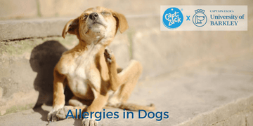Allergies in Dogs - Captain Zack