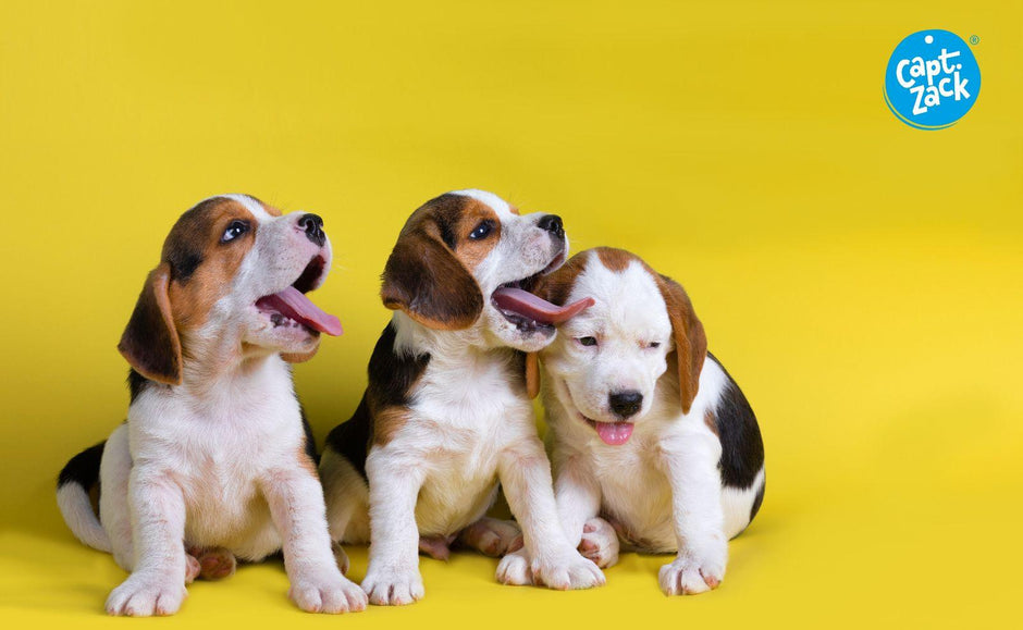 Best Place To Order Pet Supplies Online