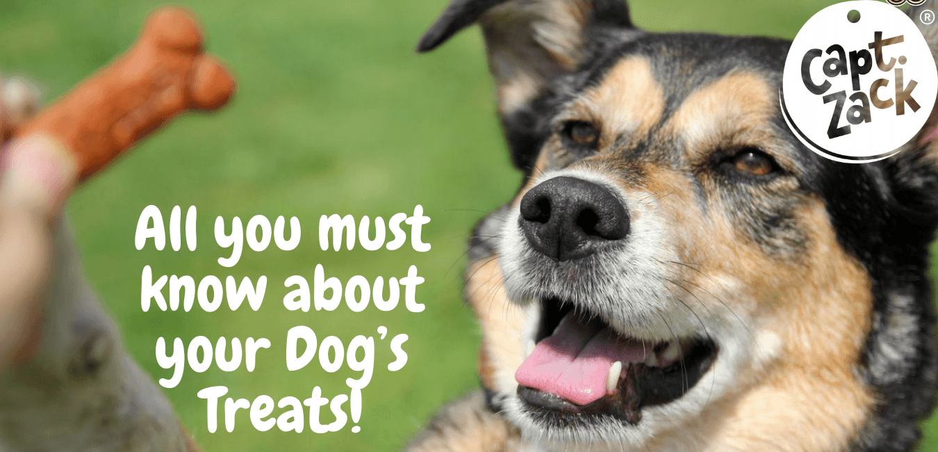 All you must know about your Dog’s Treats!