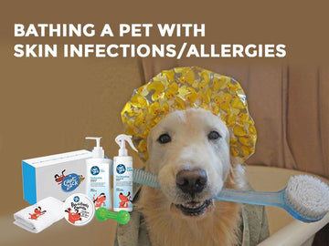 Bathing A Pet With Skin Infections/Allergies