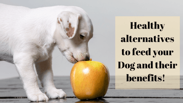 Healthy alternatives to feed your Dog and their benefits!