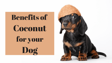 Benefits of Coconut for your Dog - Captain Zack