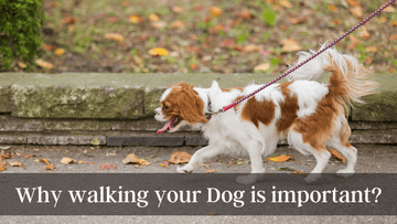 Why walking your Dog is so important!