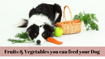 Fruits and Vegetables you can feed your dog!