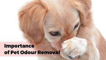 Importance  Of Pet Odour Removal