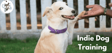 Indie Dog Training