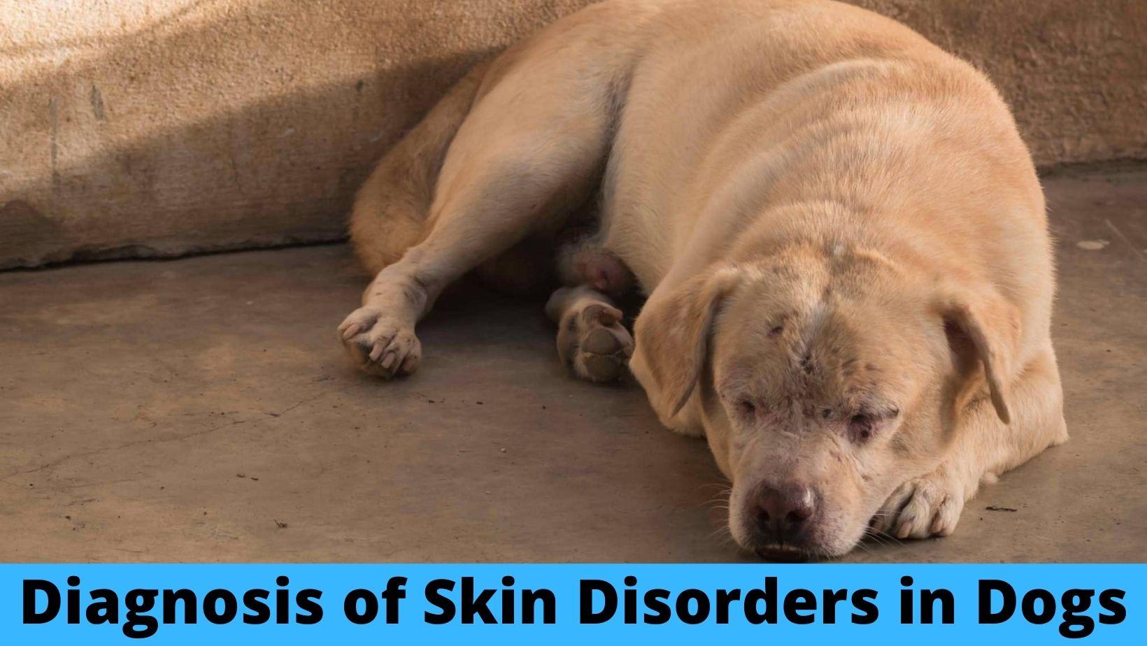 Diagnosis of Skin Disorders in Dogs