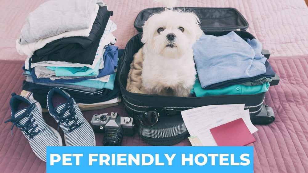 PET FRIENDLY HOTELS Captain Zack