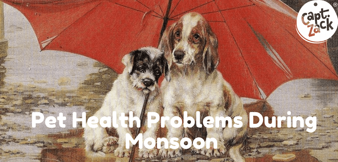 Pet Health Problems During Monsoon - Captain Zack