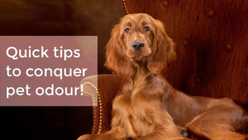 Quick Tips To Conquer Pet Odour!