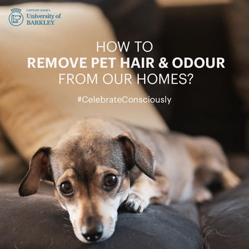 How To Remove Pet Hair & Odour From Our Homes
