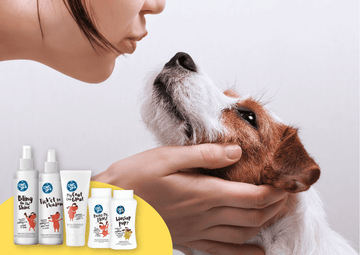 Best Dog Shampoo And Grooming Products To Keep Your Pooch Smelling Fresh