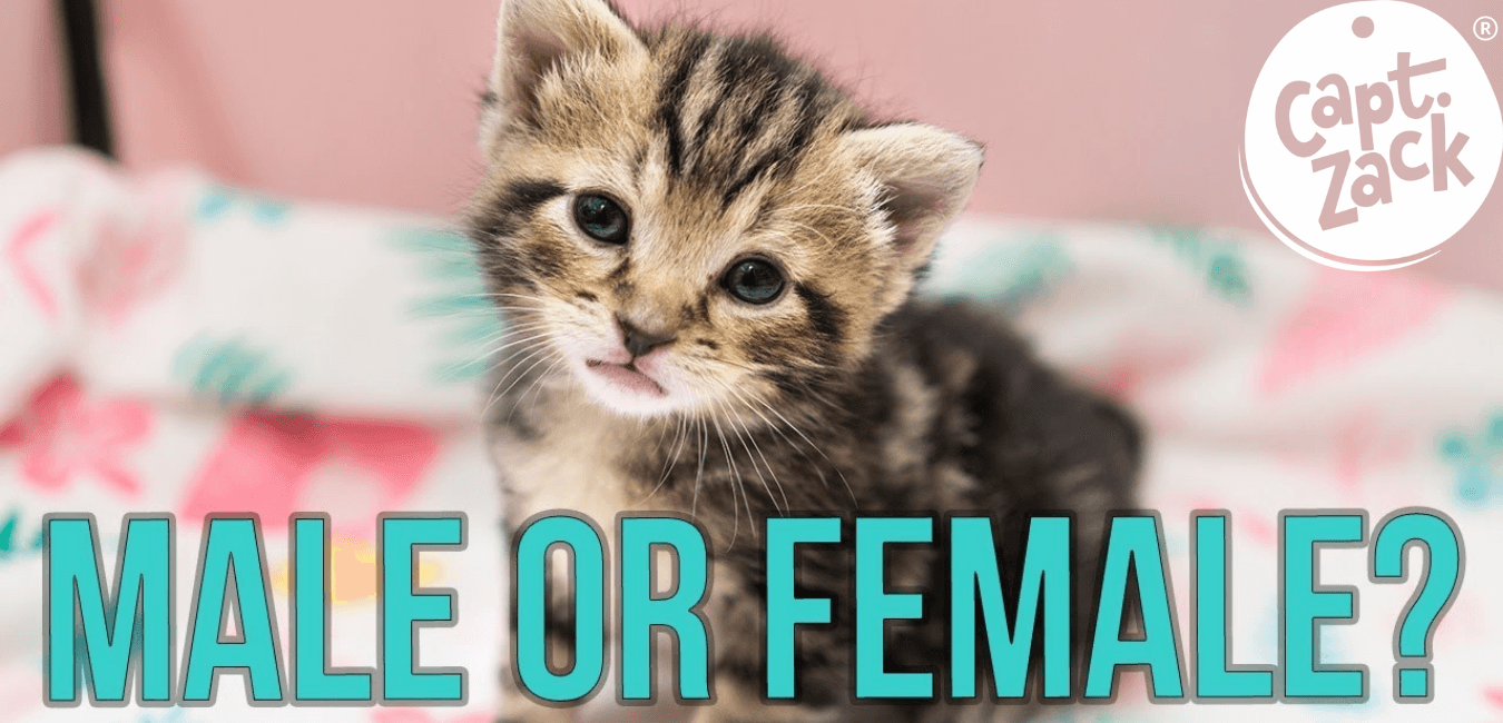 How to distinguish Male Kittens from Female Kittens - Captain Zack