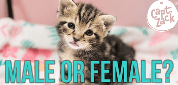 How to distinguish Male Kittens from Female Kittens