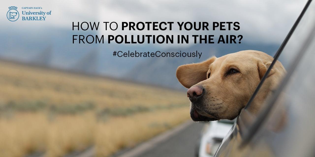 How To Protect Your Pets From Pollution In The Air ?