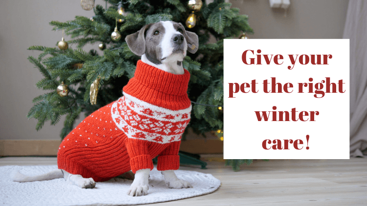 Give Your Pet The Right Winter Care! - Captain Zack