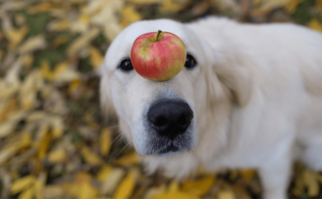 Can Dogs Eat Apples? - Captain Zack