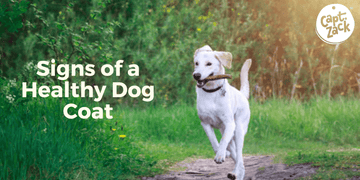 How Does the Coat & Skin Of A Healthy Dog Appear ?